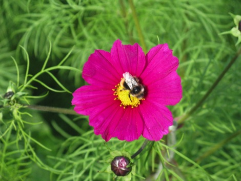 Bumblebee on cosmos flower